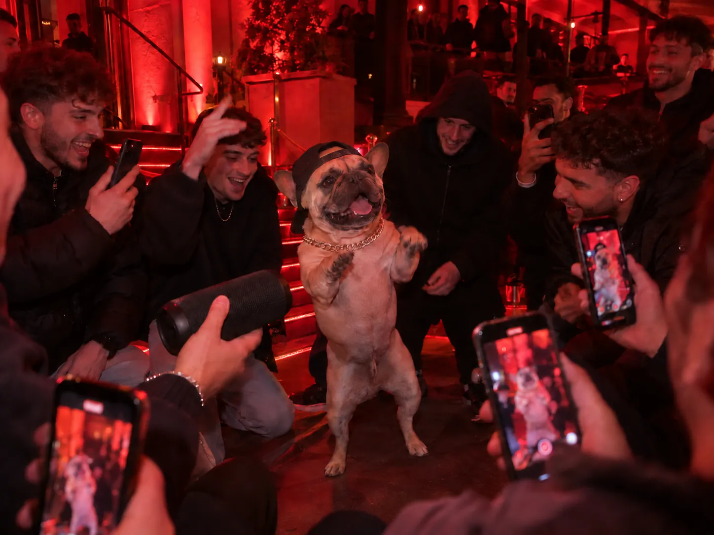A French bulldog in a tiny gold chain and backwards cap standing on its hind legs with its front paws raised like a rapper, surrounded by a crowd filming it under red lights while someone holds a speaker toward it