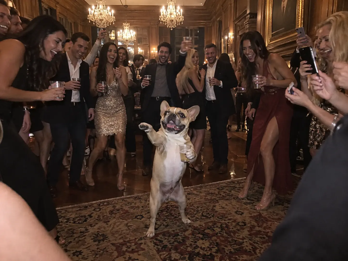 A French bulldog standing upright holding a party cup in a packed house party under crystal chandeliers
