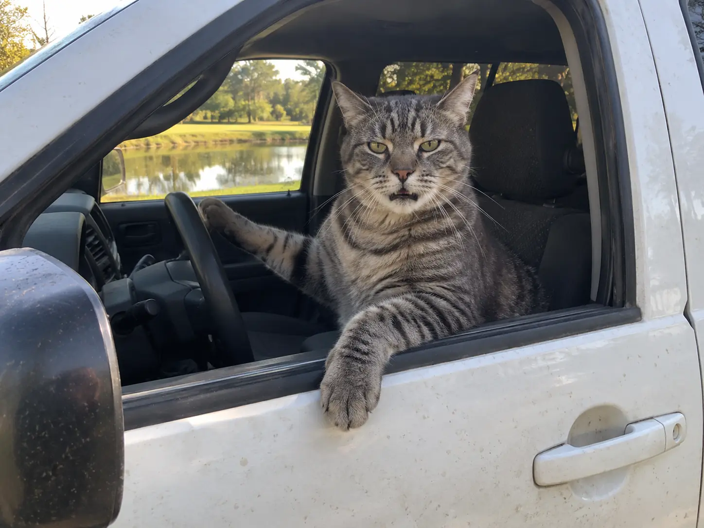 A grey tabby cat in the driver's seat of a white pickup truck with a paw over the door and narrowed eyes, the private property meme