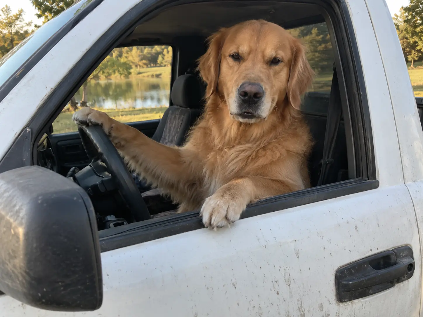A golden retriever sitting upright in the driver's seat of a white pickup truck with one paw on the window sill, looking grumpy